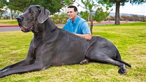 dog knot|Worlds Biggest Dog (282lb BEAST!) OMG!